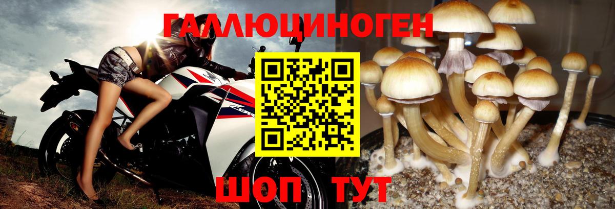 Псилоцибиновые грибы MAGIC MUSHROOMS  Псилоцибиновые грибы MAGIC MUSHROOMS  Вход с VPN  Туапсе 